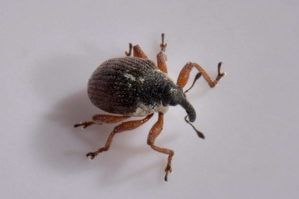 Curculionidae:  Amalus scortillum